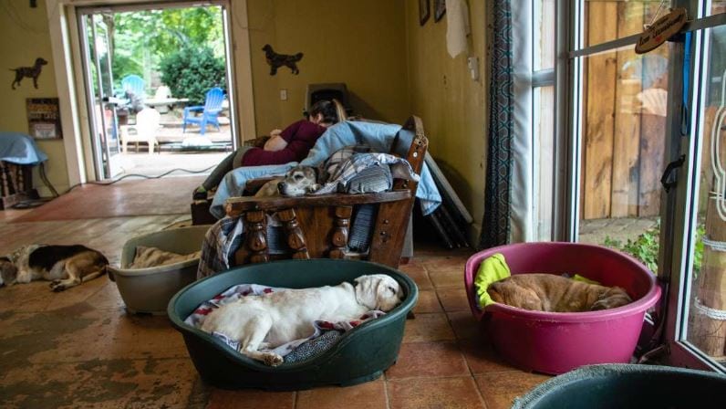 Dogs snoozing at Old Friends Senior Dog Sanctuary in Tennessee.