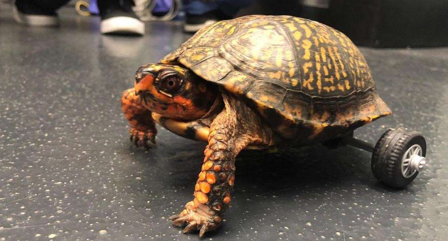 Meet Pedro the turtle who just got a brand new set of wheels.