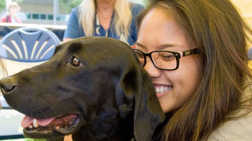 Therapy dogs are used in more than 1,000 universities and colleges in the US
