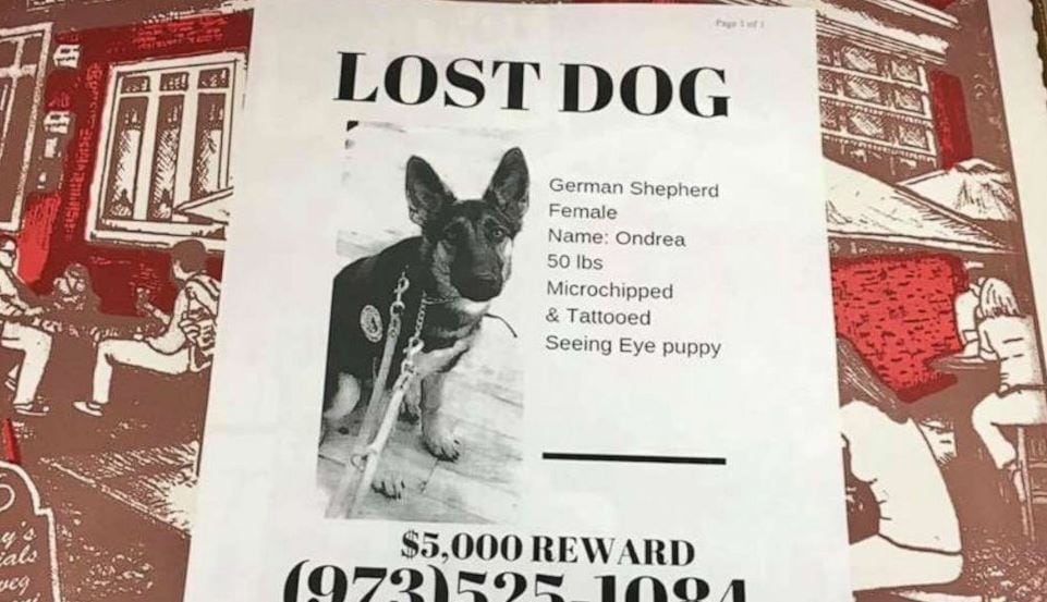 Angelo's Pizza in Matawan, New Jersey, is using their pizza boxes to help find missing pets. 