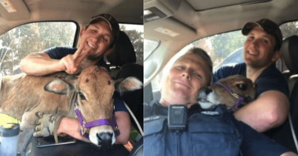 Arkansas state troopers rescue escaped miniature cow, then let her ride shotgun as they return her to safety. 