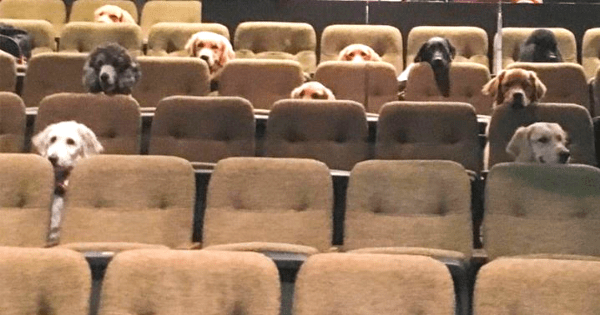 A group of service dogs go viral for hilariously sitting through a live performance of Billy Elliot as part of their training.
