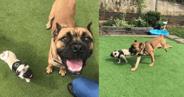 This shelter dog was terrified until he gained confidence from a tiny new friend named Pancake. Credit: Battersea Dogs & Cats Home - Source: The Dodo