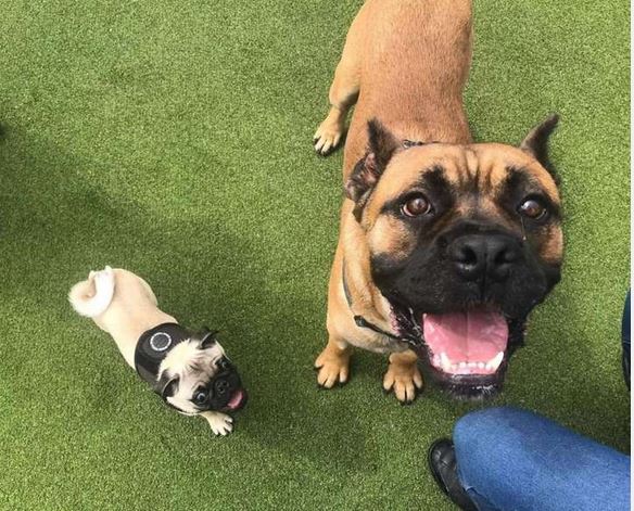 This shelter dog was terrified until he gained confidence from a tiny new friend named Pancake. Credit: Battersea Dogs & Cats Home - Source: The Dodo