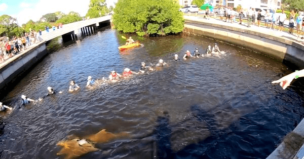 Dolphins trapped in Florida canal were returned to safety thanks to the teamwork of human chain. Credit: Clearwater Marine Aquarium