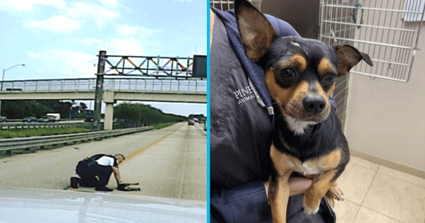 Police officer stops traffic on busy highway to rescue dog hit by a car - "he's definitely one lucky dog". Credit: Pinellas Park Police Department