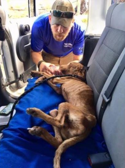 Bahamas dog miraculously survives weeks stuck under rubble following Hurricane Dorian. Credit: Big Dog Ranch Rescue
