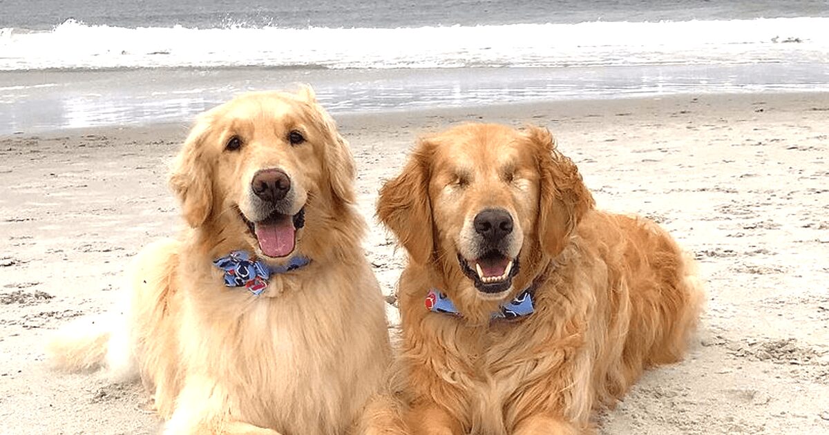 Blind Golden Retriever gets his freedom back thanks to his very own guide dog & best friend that leads the way. Credit: TheGoldensRule - Instagram