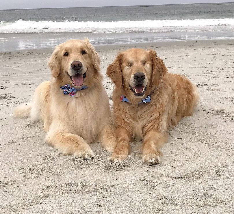 Blind Golden Retriever gets his freedom back thanks to his very own guide dog & best friend that leads the way. 