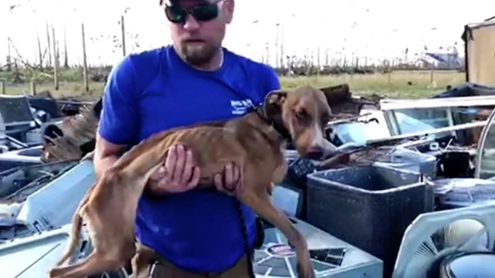 Bahamas dog miraculously survives weeks stuck under rubble following Hurricane Dorian. Credit: Big Dog Ranch Rescue