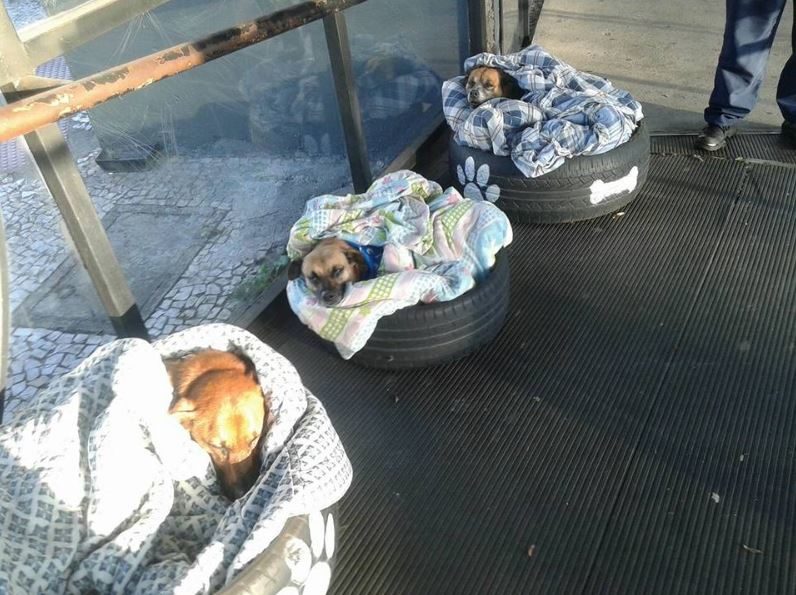 Bus terminal in Brazil provides warms beds, food and water for homeless dogs trying to escape the cold. 
