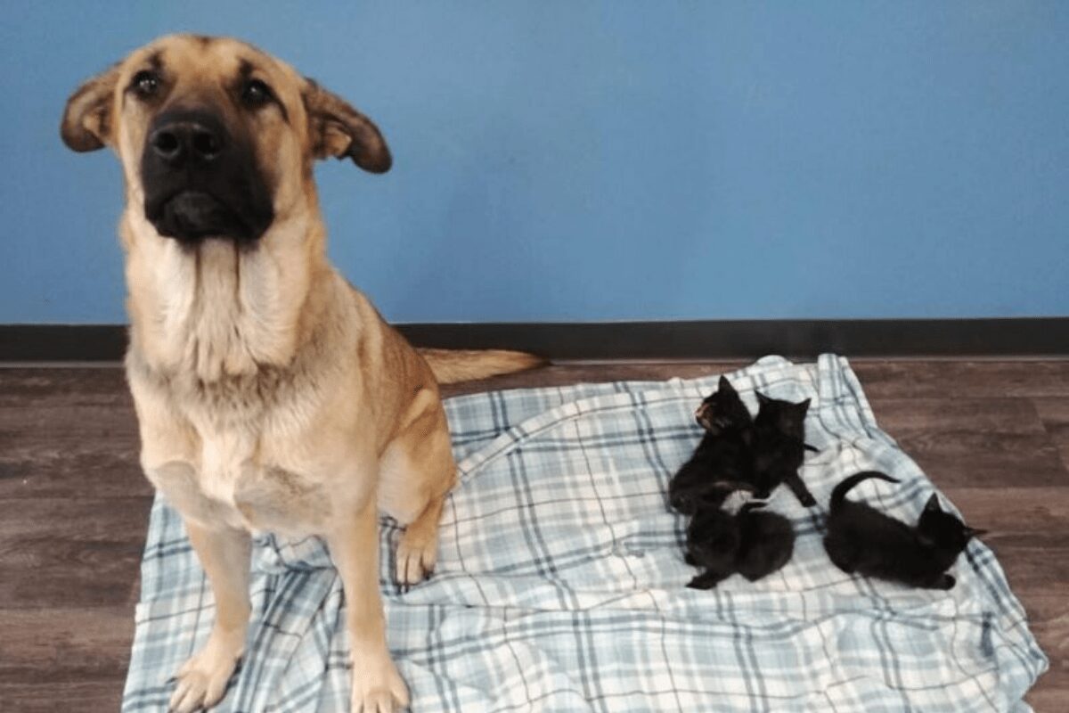 Stray dog found on roadside protecting 5 kittens from the cold and all 6 get hundreds of adoption offers.