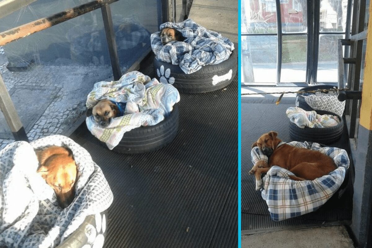 Bus terminal in Brazil provides warms beds, food and water for homeless dogs trying to escape the cold.