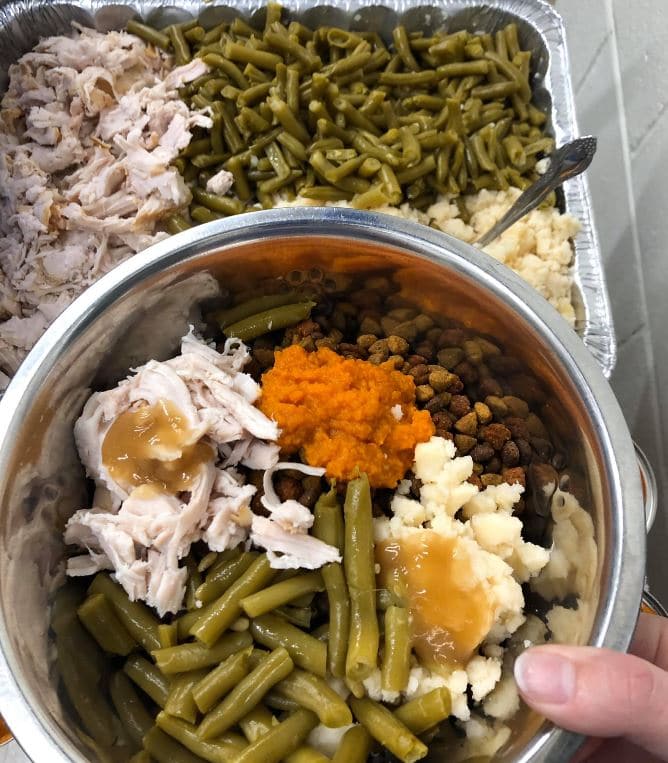 These amazing shelter animals got served full turkey dinners so they wouldn’t be left out on Thanksgiving. 