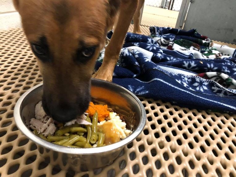 These amazing shelter animals got served full turkey dinners so they wouldn’t be left out on Thanksgiving. 