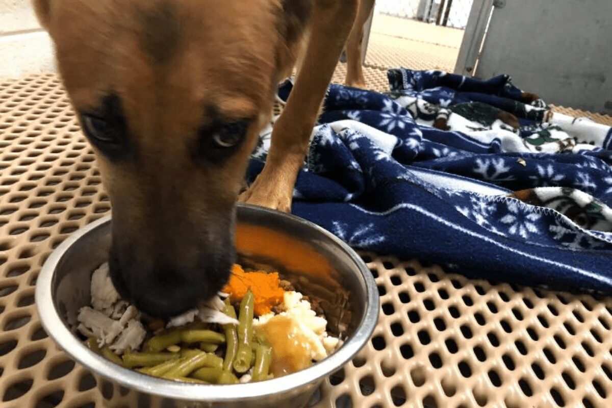 These amazing shelter animals got served full turkey dinners so they wouldn’t be left out on Thanksgiving.