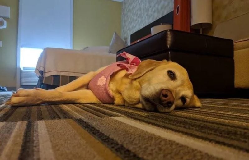 This extended-stay hotel allows guests to adopt a dog right from the lobby with its “Fostering Hope” program.