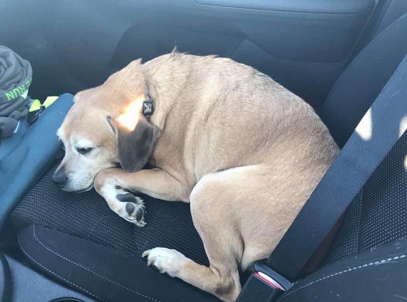 Animal shelter volunteer drives across the country to reunite a terminally ill woman with her beloved dog.