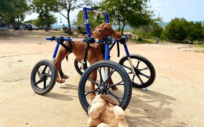 Baby calf born with a disability in her back legs gets fitted with a custom wheelchair. 