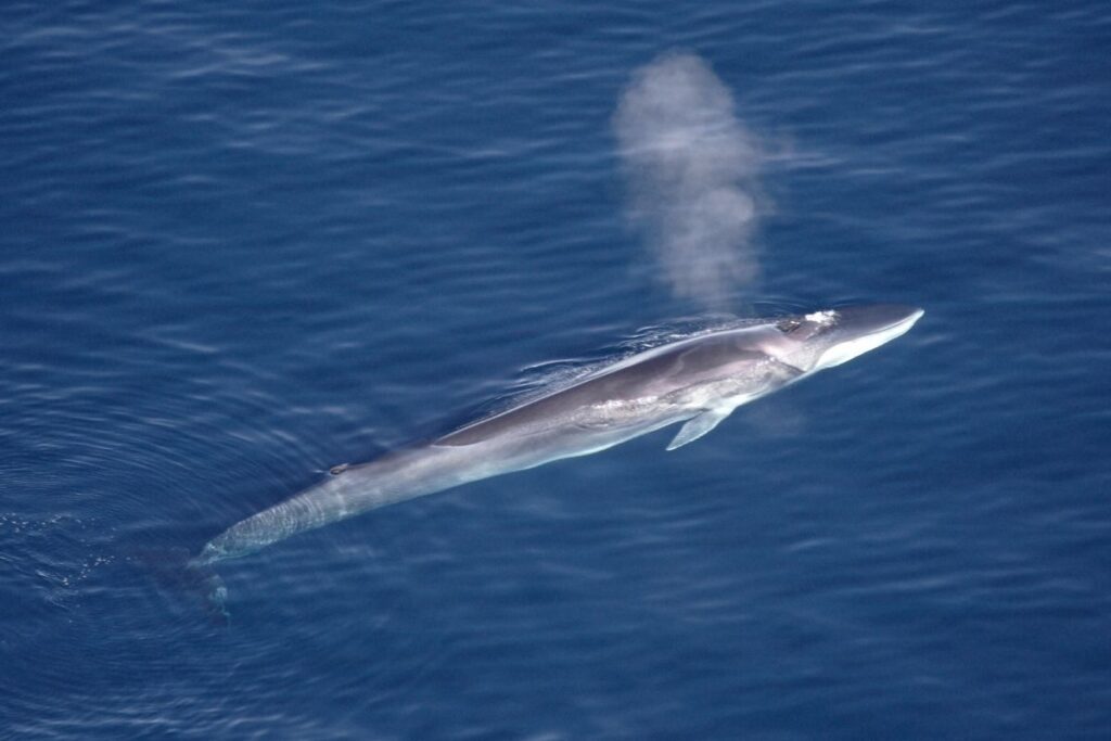 Whale scientist sees over 1,000 Fin Whales feeding together after near extinction