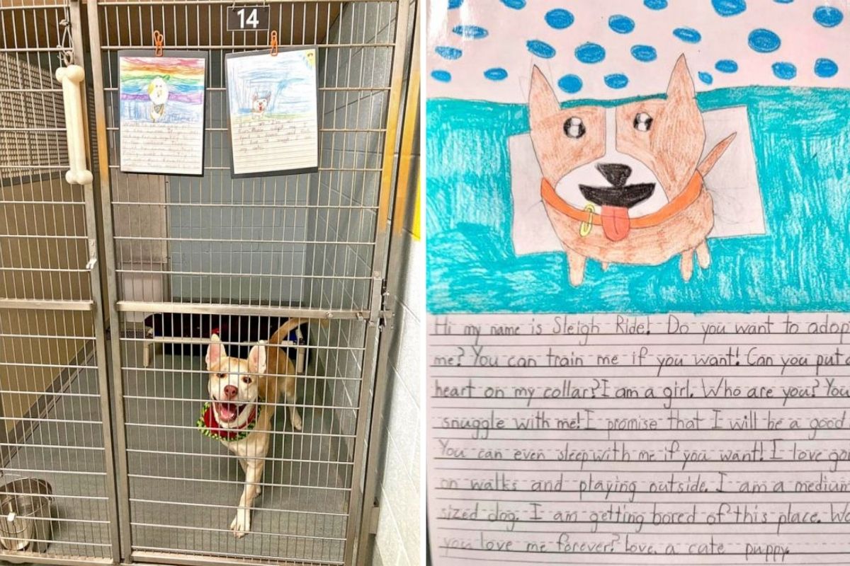 2nd graders write compelling letters on behalf of shelter dogs to help them get adopted