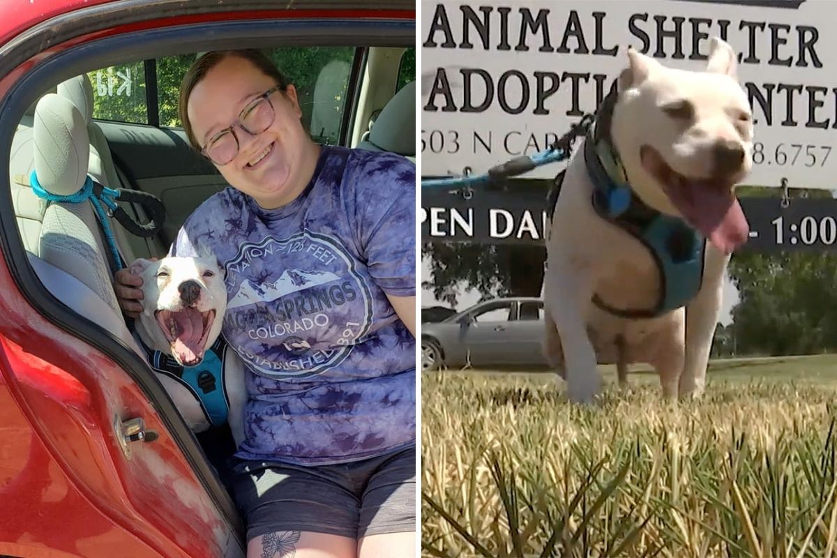 Life-long shelter dog, Jill the Pit Bull, finally finds forever home after  10 years of waiting